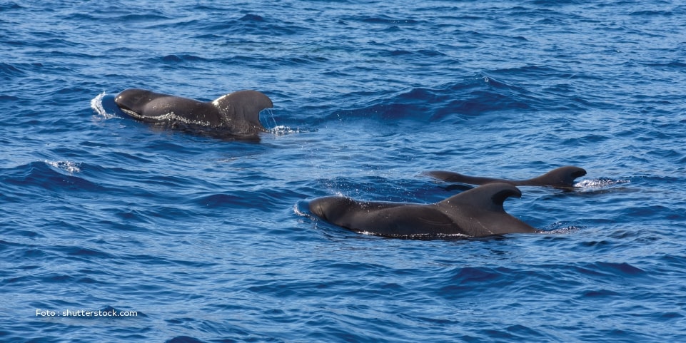 Fakta fisheries paus pilot bukan anggota dalam keluarga paus, startup perikanan