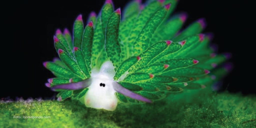 domba laut, fiheries and aquatic industry, startup perikanan