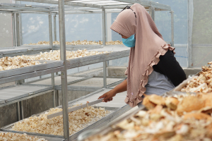 extracting crab commodities, aruna indonesia