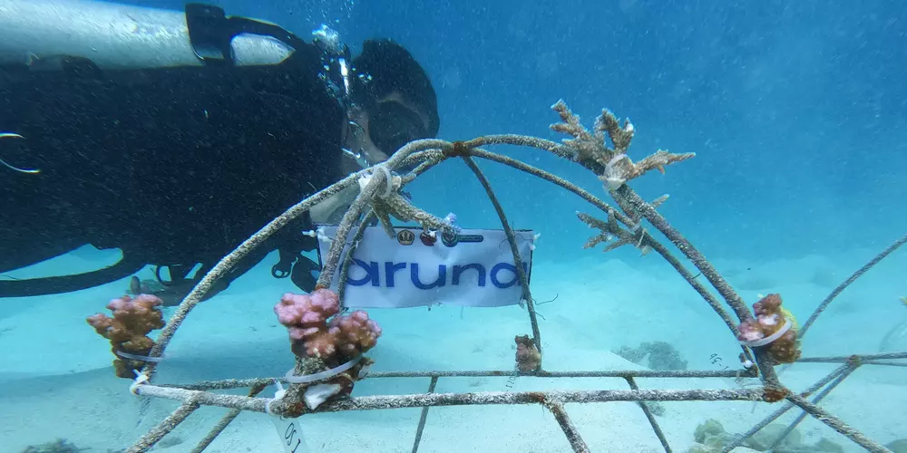 tanam mangrove dan transplantasi karang