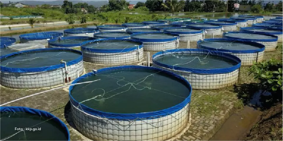 Budidaya Perikanan Bioflok