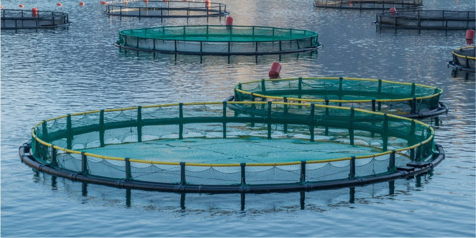 Sustainable Fisheries and Aquaculture
