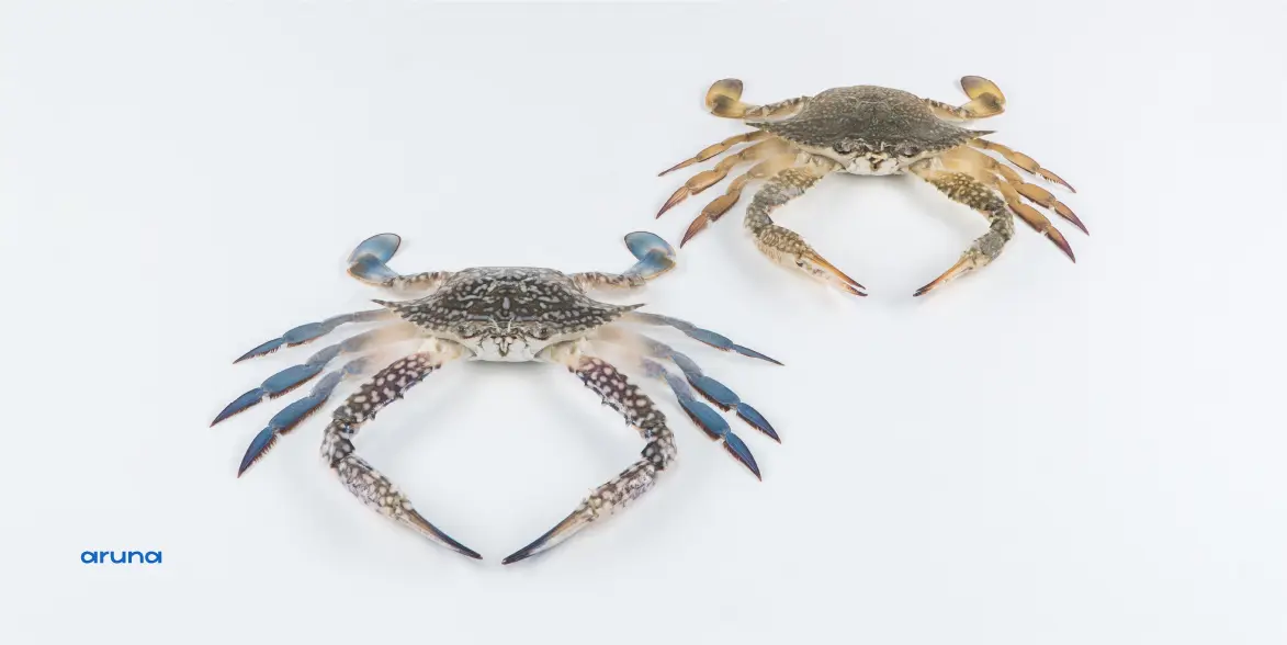 Pasteurisasi, kepiting rajungan