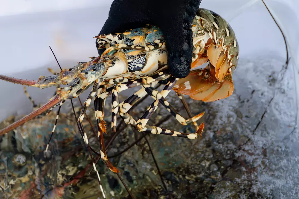 Sea lobster life cycle
