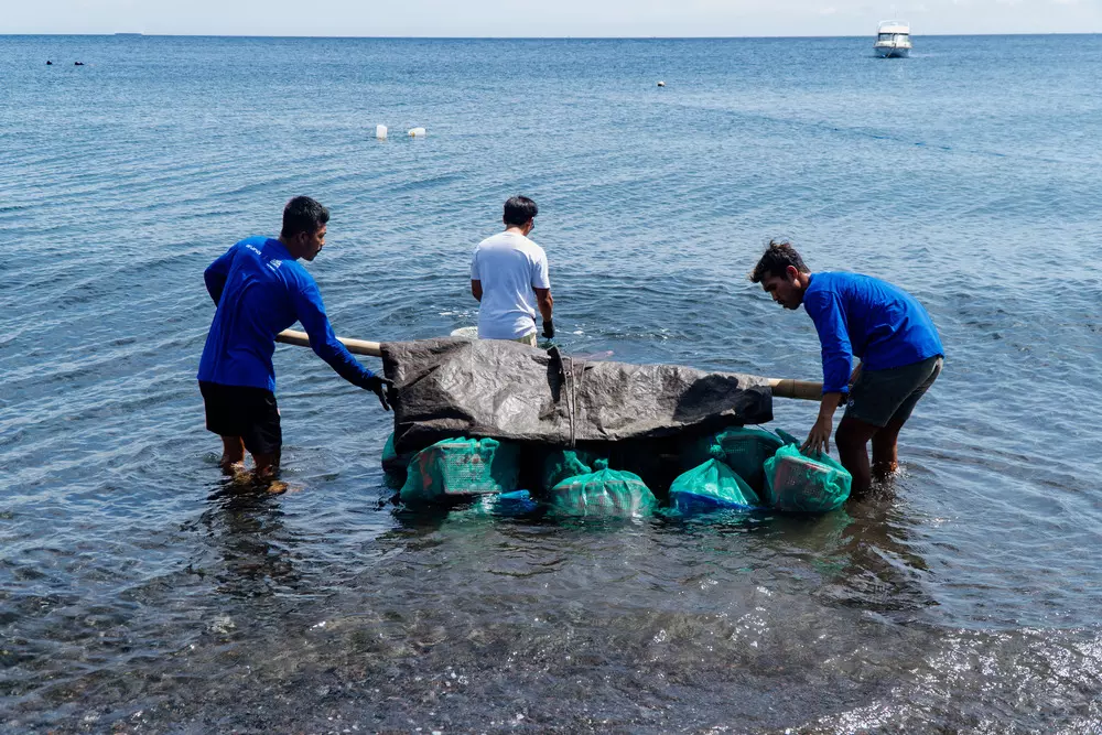 Sea lobster as a commodity