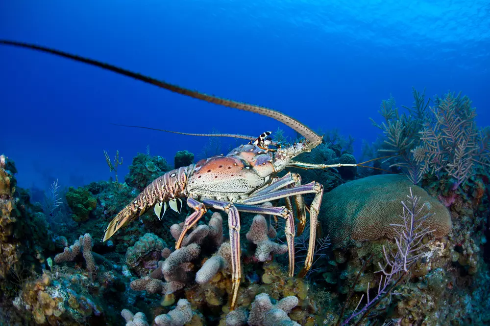 Unique Life Cycle Makes Lobsters Live Long, seafood lobster