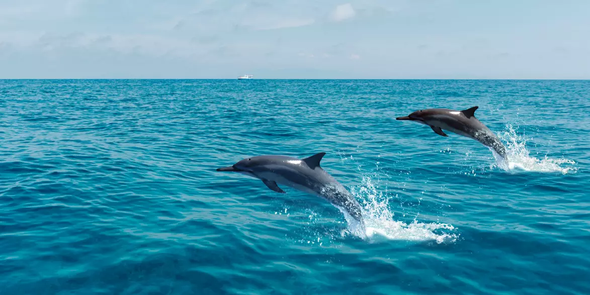 fakta unik lumba-lumba, fakta lumba lumba